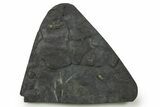 Two Pyritized Triarthrus Trilobites with Appendages - New York #383769-1